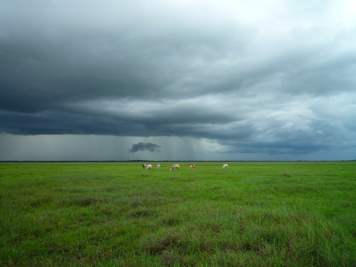 Cows on green pasture with stormy rain clouds above